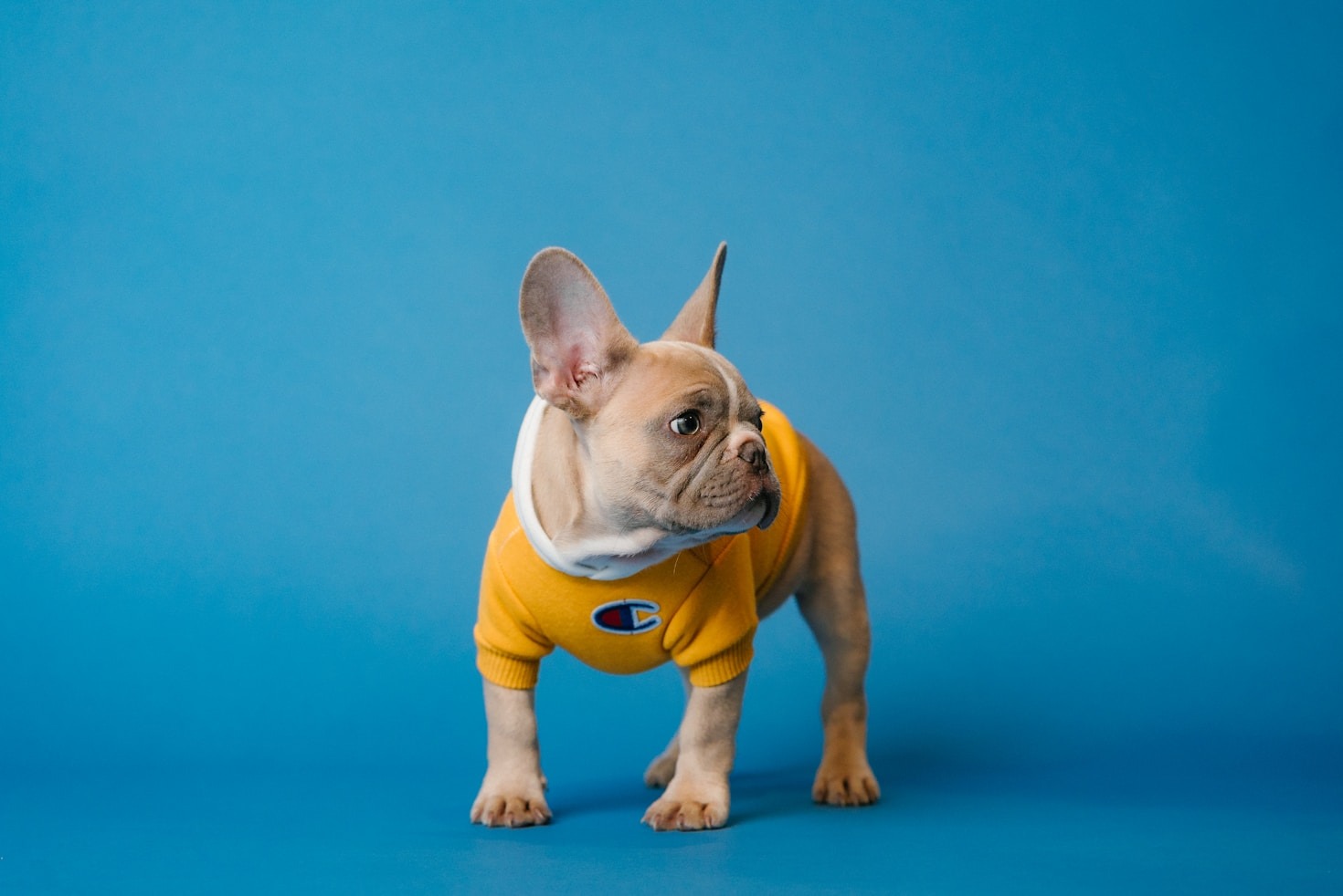 Top 10 Must-Have Items for Frenchie Owners