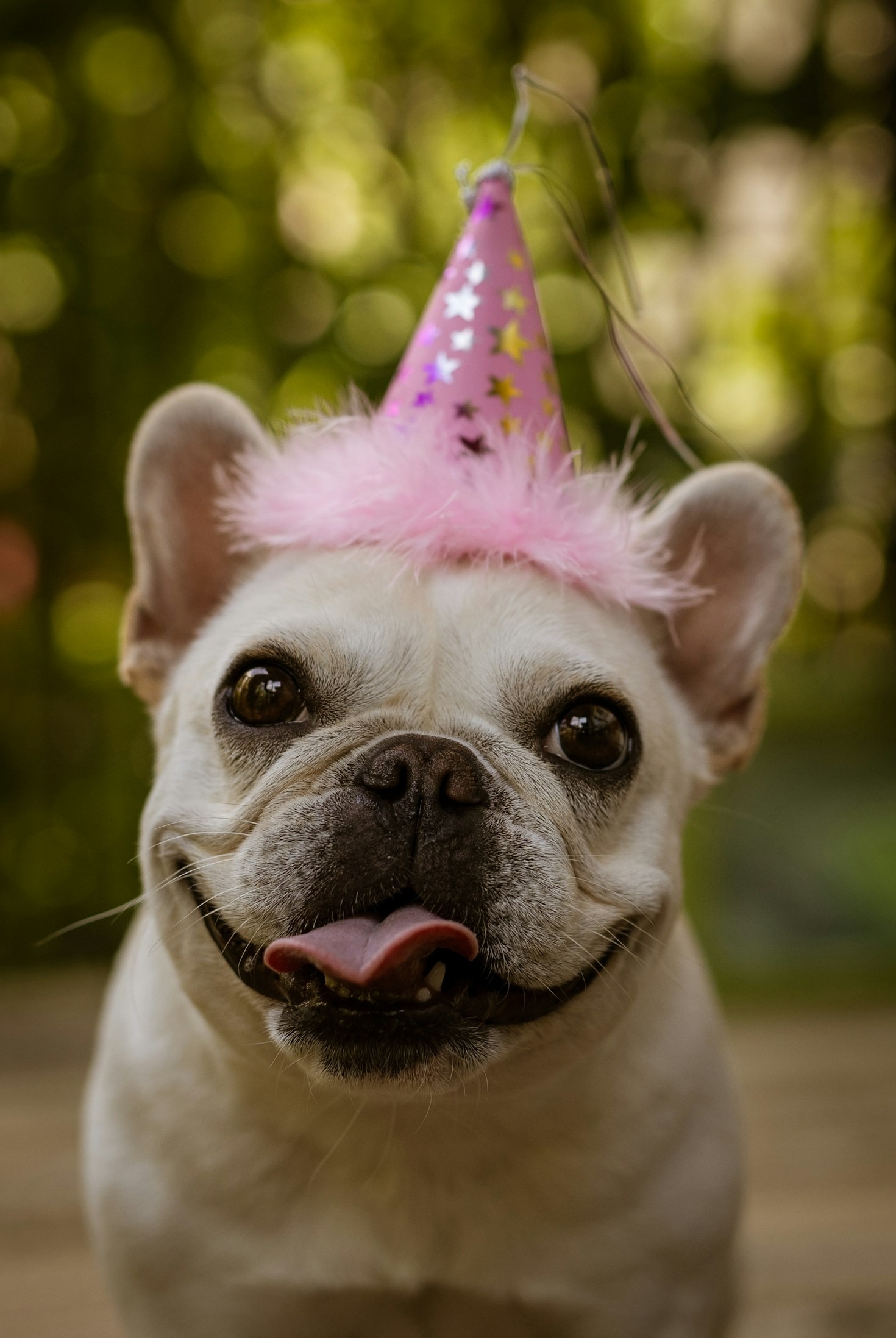 How to Keep Your French Bulldog Healthy and Happy