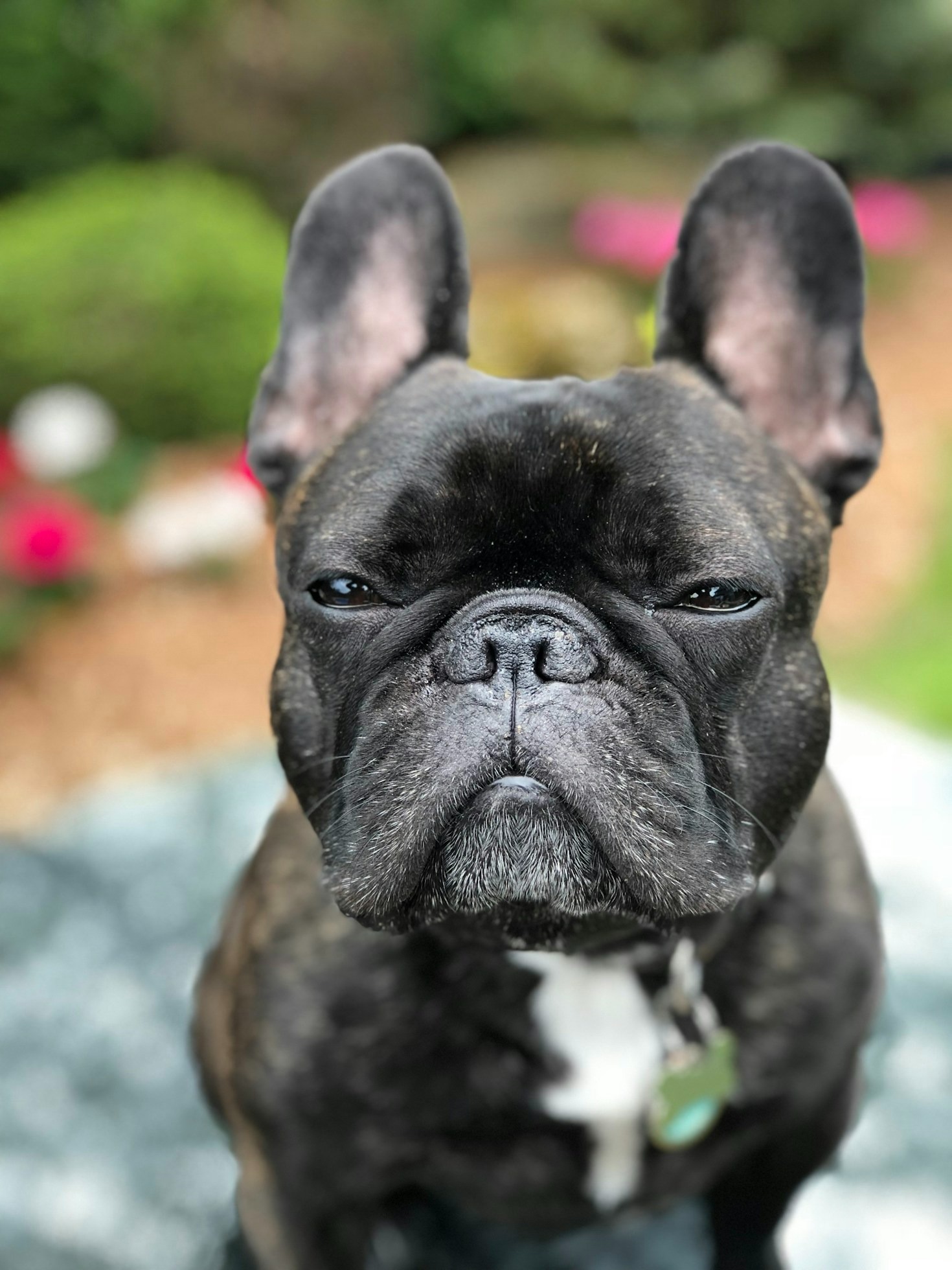 Understanding the Unique Traits of French Bulldogs