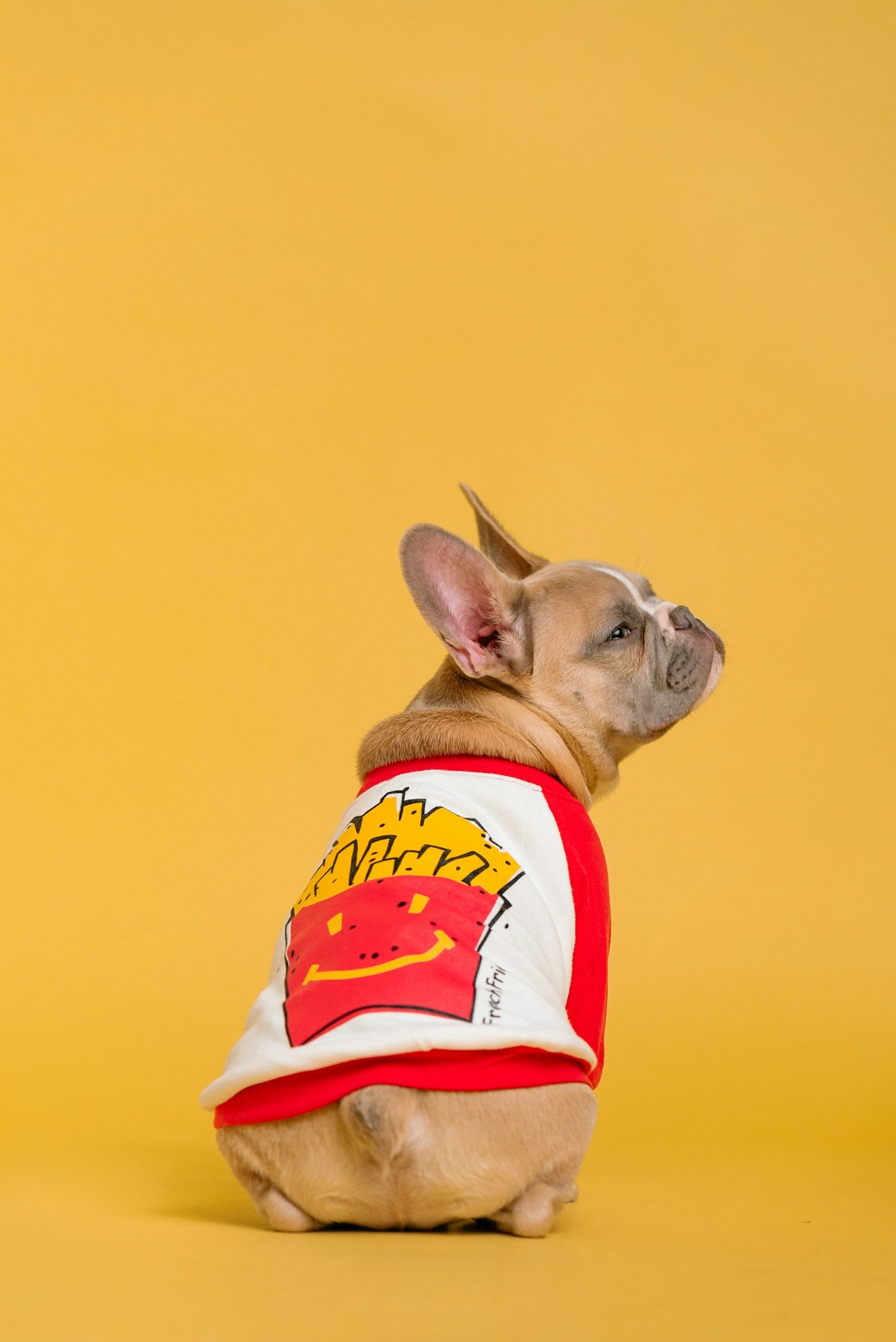 Essential Grooming Tips for Your French Bulldog