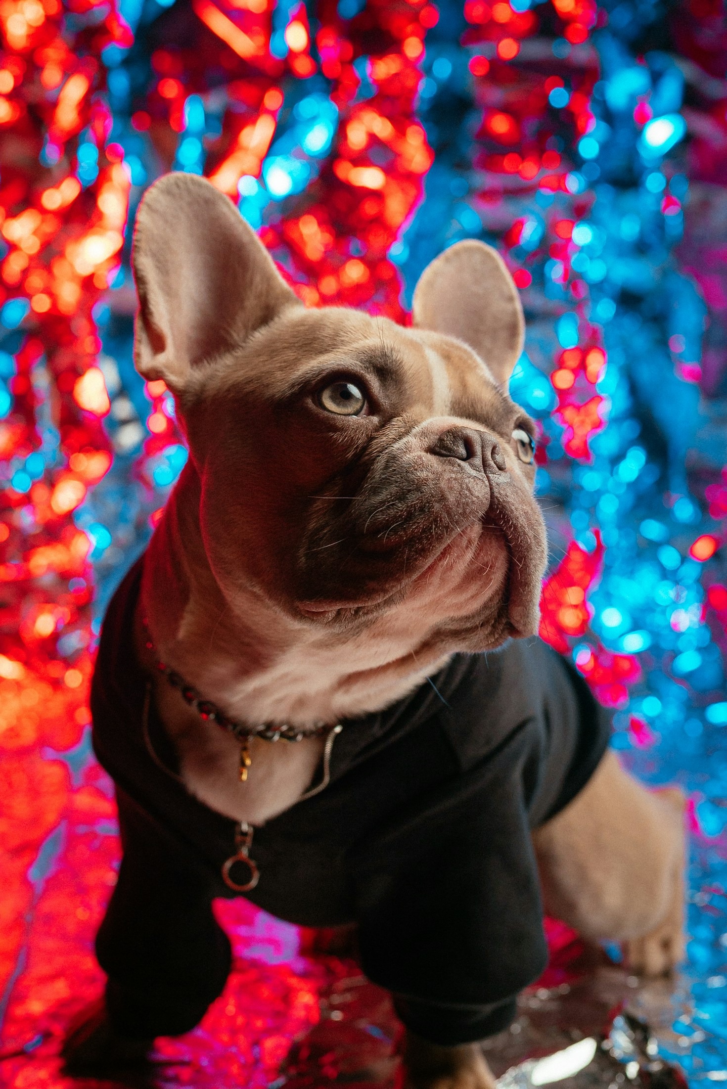 Building a Loving Bond with Your French Bulldog
