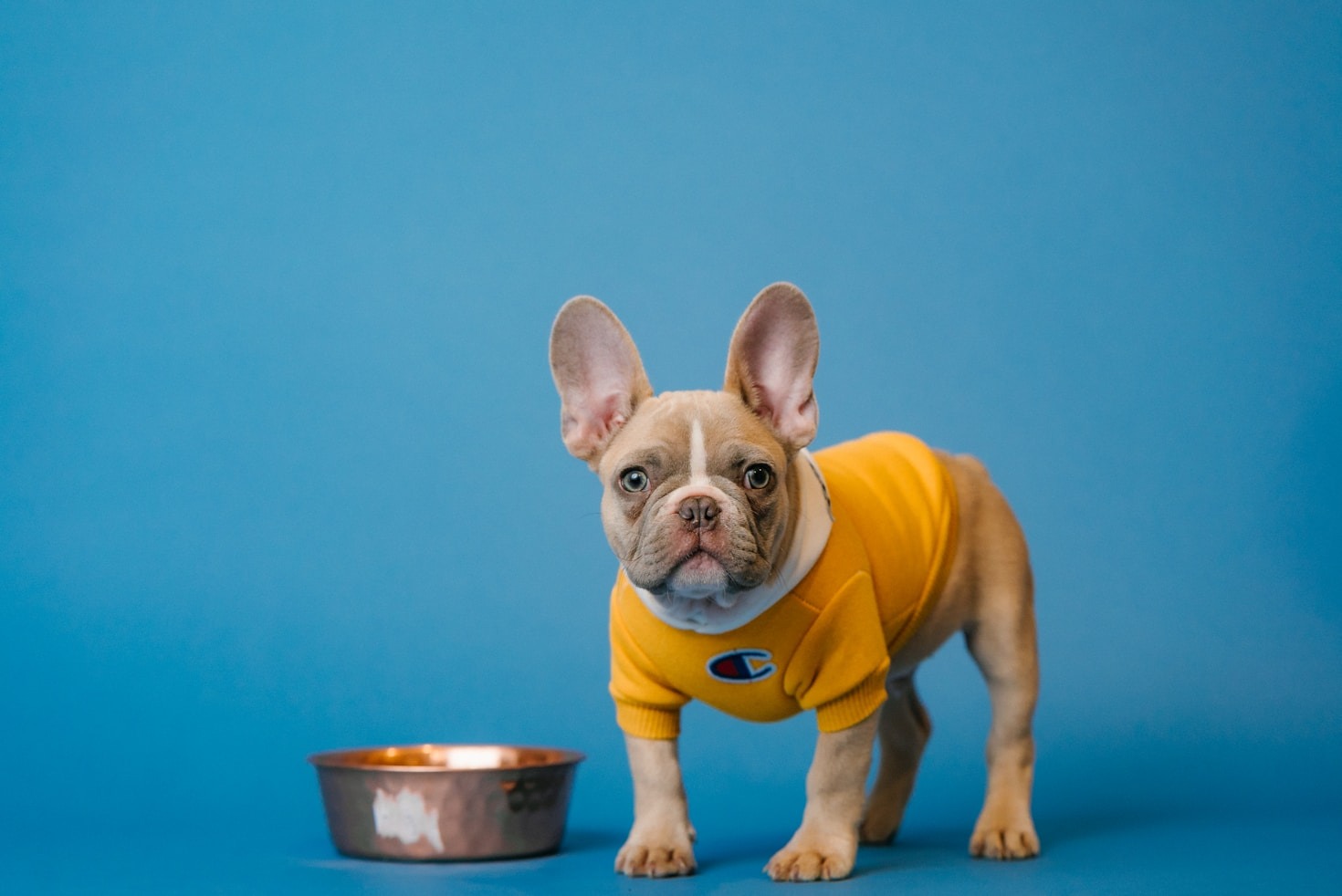 A Guide to French Bulldog Nutrition and Diet