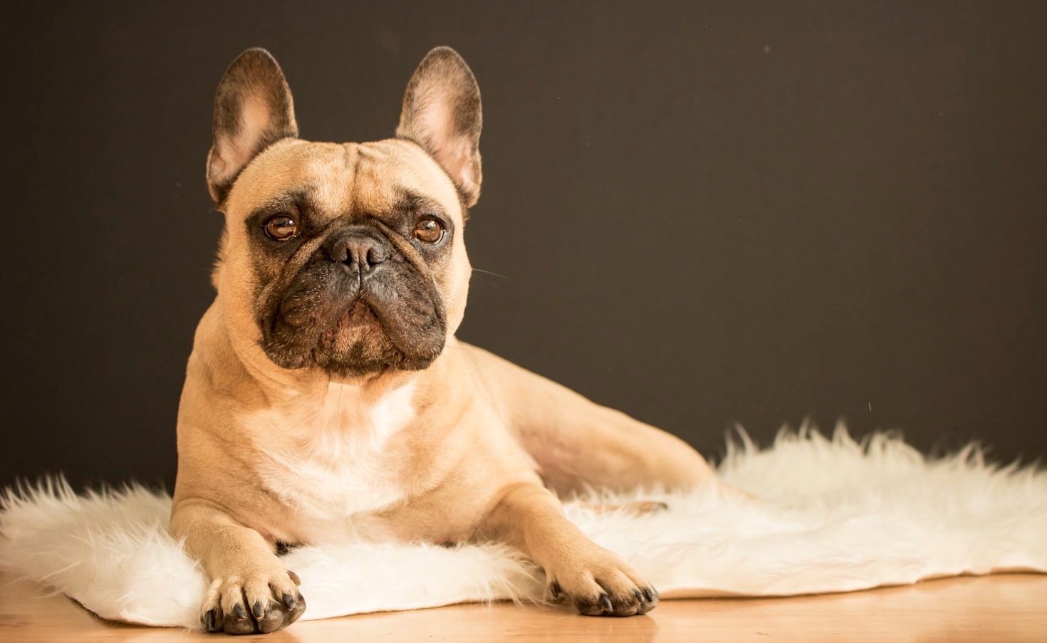 Common Health Issues in French Bulldogs and Solutions